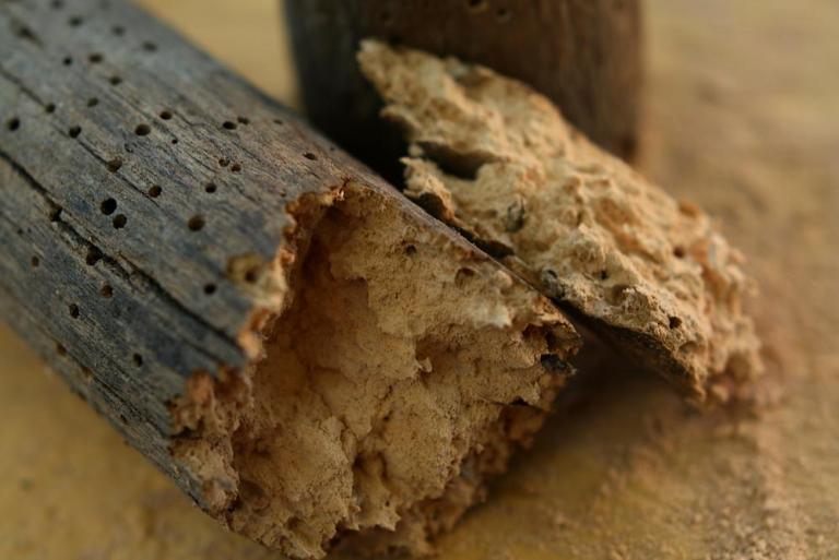 Traitement de charpente, comment protéger efficacement le bois ?